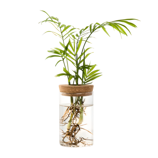 VeraLife™ Vaso in Vetro per Piante - VeraLife™