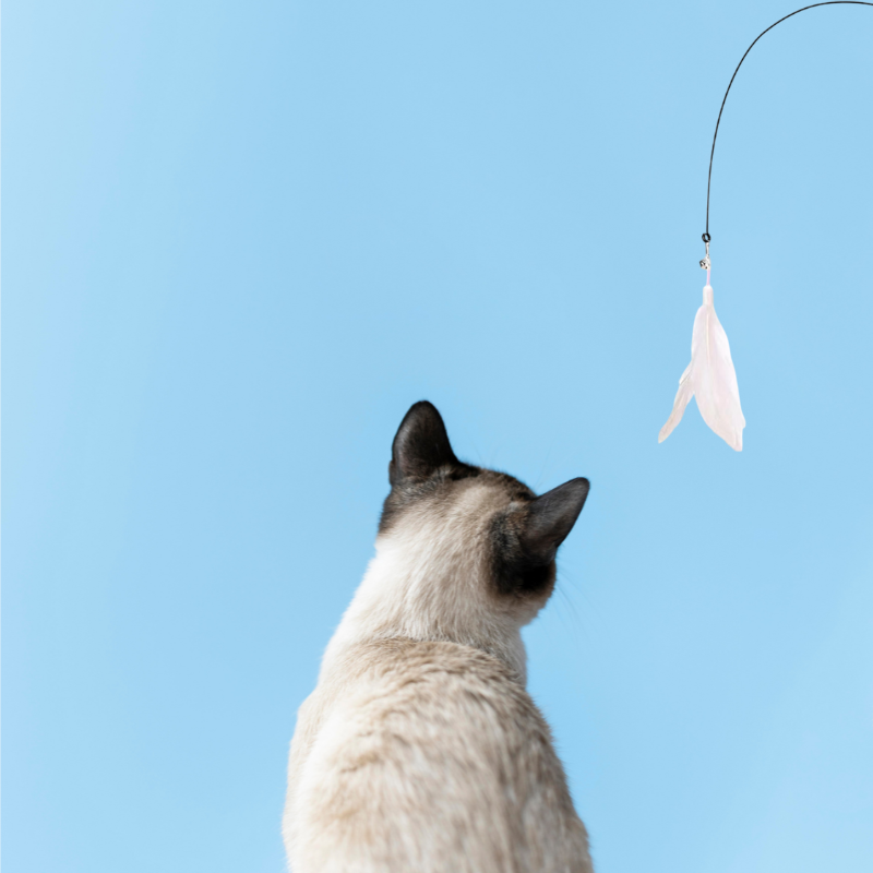 VeraLife™ Giocattolo con Bastoncino e Ventosa - VeraLife™