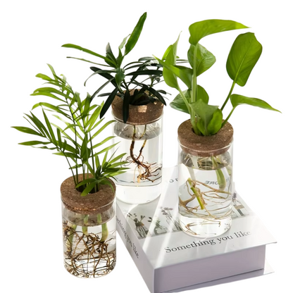 VeraLife™ Vaso in Vetro per Piante - VeraLife™