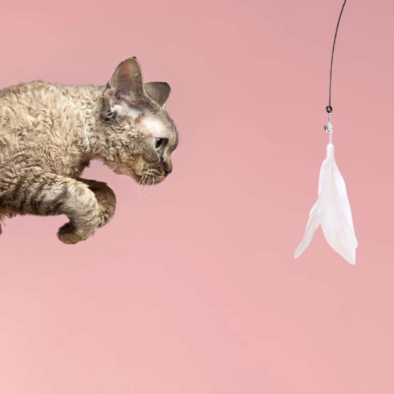 VeraLife™ Giocattolo con Bastoncino e Ventosa - VeraLife™